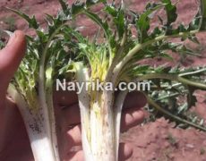 کنگر: خواص، مضرات، طبع، خورشت کنگر و کنگر فرنگی / کنگر ماست + عکس کنگر: خواص، مضرات، طبع، خورشت کنگر و کنگر فرنگی / کنگر ماست + عکس