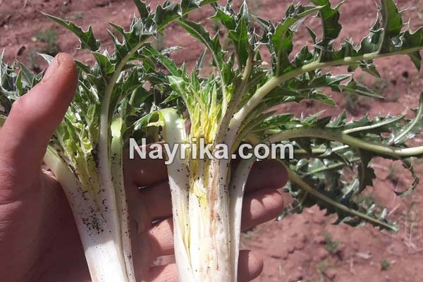 کنگر, خواص کنگر, مضرات کنگر, طبع کنگر, کنگر فرنگی, خورشت کنگر, کنگر ماست, خورشت کنگر فرنگی, کنگر فرنگی را از کجا بخریم, عکس کنگر کنگر, خواص کنگر, مضرات کنگر, طبع کنگر, کنگر فرنگی, خورشت کنگر, کنگر ماست, خورشت کنگر فرنگی, کنگر فرنگی را از کجا بخریم, عکس کنگر