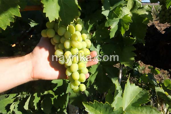 آبغوره, خواص آبغوره, مضرات آبغوره, طبع آبغوره, خواص آبغوره برای پوست, آبغوره و دیابت, تهیه آبغوره, خواص آبغوره فشار خون, آیا آبغوره برای کبد چرب مفید است, خواص آبغوره با عسل آبغوره, خواص آبغوره, مضرات آبغوره, طبع آبغوره, خواص آبغوره برای پوست, آبغوره و دیابت, تهیه آبغوره, خواص آبغوره فشار خون, آیا آبغوره برای کبد چرب مفید است, خواص آبغوره با عسل