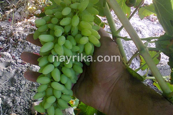 آبغوره, خواص آبغوره, مضرات آبغوره, طبع آبغوره, خواص آبغوره برای پوست, آبغوره و دیابت, تهیه آبغوره, خواص آبغوره فشار خون, آیا آبغوره برای کبد چرب مفید است, خواص آبغوره با عسل آبغوره, خواص آبغوره, مضرات آبغوره, طبع آبغوره, خواص آبغوره برای پوست, آبغوره و دیابت, تهیه آبغوره, خواص آبغوره فشار خون, آیا آبغوره برای کبد چرب مفید است, خواص آبغوره با عسل