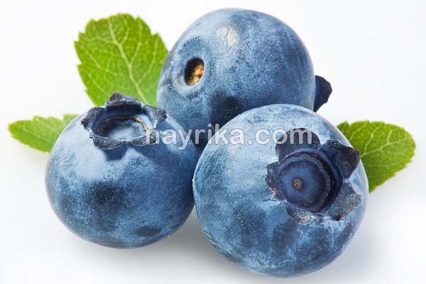 بلوبری, خواص بلوبری, مضرات بلوبری, طبع بلوبری, قیمت بلوبری, بلوبری از کجا بخریم, طبع بلوبری سرد یا گرم, قیمت هر کیلو بلوبری بلوبری, خواص بلوبری, مضرات بلوبری, طبع بلوبری, قیمت بلوبری, بلوبری از کجا بخریم, طبع بلوبری سرد یا گرم, قیمت هر کیلو بلوبری
