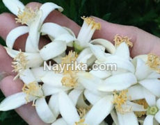 بهار نارنج: خواص، مضرات، طبع، دمنوش / بهار نارنج خشک شده / خواص برای پوست