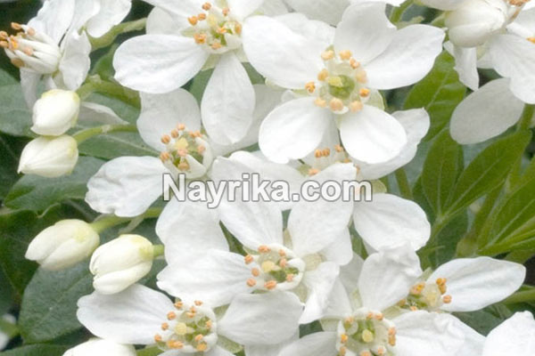 بهار نارنج, خواص بهار نارنج, مضرات بهار نارنج, طبع بهار نارنج, خواص دمنوش بهار نارنج, بهار نارنج خشک شده, بهار نارنج چیست, خواص بهار نارنج برای پوست, دمنوش بهار نارنج و گل محمدی, طریقه مصرف عرق بهار نارنج, عکس بهارنارنج بهار نارنج, خواص بهار نارنج, مضرات بهار نارنج, طبع بهار نارنج, خواص دمنوش بهار نارنج, بهار نارنج خشک شده, بهار نارنج چیست, خواص بهار نارنج برای پوست, دمنوش بهار نارنج و گل محمدی, طریقه مصرف عرق بهار نارنج, عکس بهارنارنج