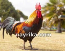 تعبیر خواب خروس: خروس سفید، سیاه، لاری، وحشی / خواب خروس مرده تعبیر خواب خروس: خروس سفید، سیاه، لاری، وحشی / خواب خروس مرده