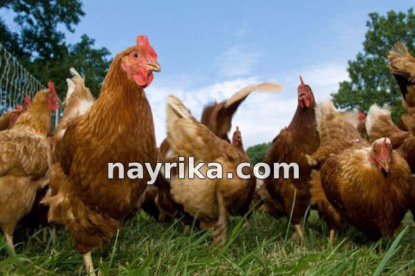 تعبیر خواب خروس, تعبیر خواب کلی خروس, تعبیر خواب خروس سفید, تعبیر خواب خروس سیاه, تعبیر خواب خروس لاری, تعبیر خواب خروس وحشی, تعبیر خواب خروس مرده, تعبیر خواب خروس ابن سیرین, تعبیر خواب خروس امام جعفر صادق تعبیر خواب خروس, تعبیر خواب کلی خروس, تعبیر خواب خروس سفید, تعبیر خواب خروس سیاه, تعبیر خواب خروس لاری, تعبیر خواب خروس وحشی, تعبیر خواب خروس مرده, تعبیر خواب خروس ابن سیرین, تعبیر خواب خروس امام جعفر صادق