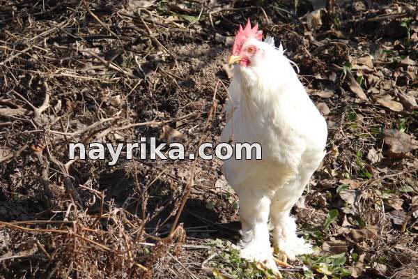 تعبیر خواب خروس, تعبیر خواب کلی خروس, تعبیر خواب خروس سفید, تعبیر خواب خروس سیاه, تعبیر خواب خروس لاری, تعبیر خواب خروس وحشی, تعبیر خواب خروس مرده, تعبیر خواب خروس ابن سیرین, تعبیر خواب خروس امام جعفر صادق تعبیر خواب خروس, تعبیر خواب کلی خروس, تعبیر خواب خروس سفید, تعبیر خواب خروس سیاه, تعبیر خواب خروس لاری, تعبیر خواب خروس وحشی, تعبیر خواب خروس مرده, تعبیر خواب خروس ابن سیرین, تعبیر خواب خروس امام جعفر صادق