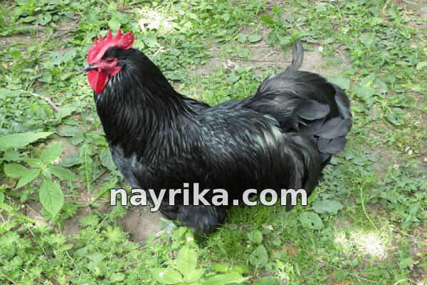 تعبیر خواب خروس, تعبیر خواب کلی خروس, تعبیر خواب خروس سفید, تعبیر خواب خروس سیاه, تعبیر خواب خروس لاری, تعبیر خواب خروس وحشی, تعبیر خواب خروس مرده, تعبیر خواب خروس ابن سیرین, تعبیر خواب خروس امام جعفر صادق تعبیر خواب خروس, تعبیر خواب کلی خروس, تعبیر خواب خروس سفید, تعبیر خواب خروس سیاه, تعبیر خواب خروس لاری, تعبیر خواب خروس وحشی, تعبیر خواب خروس مرده, تعبیر خواب خروس ابن سیرین, تعبیر خواب خروس امام جعفر صادق