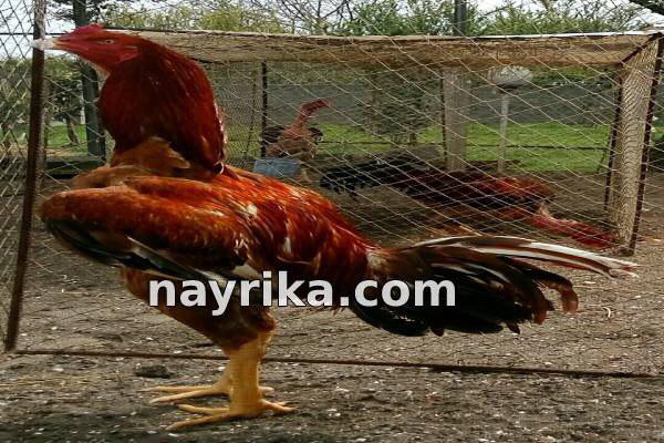 تعبیر خواب خروس, تعبیر خواب کلی خروس, تعبیر خواب خروس سفید, تعبیر خواب خروس سیاه, تعبیر خواب خروس لاری, تعبیر خواب خروس وحشی, تعبیر خواب خروس مرده, تعبیر خواب خروس ابن سیرین, تعبیر خواب خروس امام جعفر صادق تعبیر خواب خروس, تعبیر خواب کلی خروس, تعبیر خواب خروس سفید, تعبیر خواب خروس سیاه, تعبیر خواب خروس لاری, تعبیر خواب خروس وحشی, تعبیر خواب خروس مرده, تعبیر خواب خروس ابن سیرین, تعبیر خواب خروس امام جعفر صادق