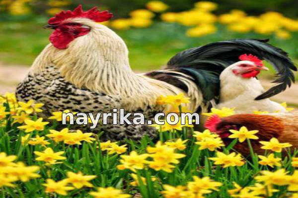 تعبیر خواب خروس, تعبیر خواب کلی خروس, تعبیر خواب خروس سفید, تعبیر خواب خروس سیاه, تعبیر خواب خروس لاری, تعبیر خواب خروس وحشی, تعبیر خواب خروس مرده, تعبیر خواب خروس ابن سیرین, تعبیر خواب خروس امام جعفر صادق تعبیر خواب خروس, تعبیر خواب کلی خروس, تعبیر خواب خروس سفید, تعبیر خواب خروس سیاه, تعبیر خواب خروس لاری, تعبیر خواب خروس وحشی, تعبیر خواب خروس مرده, تعبیر خواب خروس ابن سیرین, تعبیر خواب خروس امام جعفر صادق
