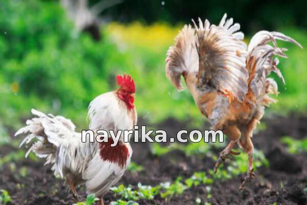 تعبیر خواب خروس, تعبیر خواب کلی خروس, تعبیر خواب خروس سفید, تعبیر خواب خروس سیاه, تعبیر خواب خروس لاری, تعبیر خواب خروس وحشی, تعبیر خواب خروس مرده, تعبیر خواب خروس ابن سیرین, تعبیر خواب خروس امام جعفر صادق تعبیر خواب خروس, تعبیر خواب کلی خروس, تعبیر خواب خروس سفید, تعبیر خواب خروس سیاه, تعبیر خواب خروس لاری, تعبیر خواب خروس وحشی, تعبیر خواب خروس مرده, تعبیر خواب خروس ابن سیرین, تعبیر خواب خروس امام جعفر صادق
