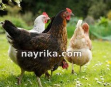 تعبیر خواب مرغ: مرغ و جوجه و خروس / گوشت مرغ / مرغ عشق / جوجه اردک تعبیر خواب مرغ: مرغ و جوجه و خروس / گوشت مرغ / مرغ عشق / جوجه اردک