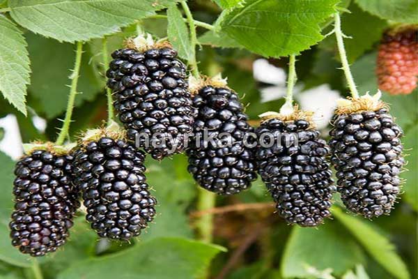شاتوت, خواص شاتوت, مضرات شاتوت, طبع شاتوت, شاتوت در بارداری, شاتوت برای کودکان, حساسیت به شاتوت, شیره شاتوت شاتوت, خواص شاتوت, مضرات شاتوت, طبع شاتوت, شاتوت در بارداری, شاتوت برای کودکان, حساسیت به شاتوت, شیره شاتوت