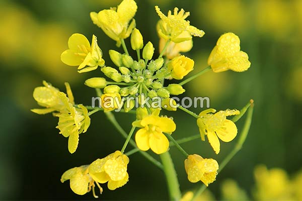 خردل, گیاه خردل, خواص خردل, مضرات خردل, طبع خردل, گل خردل, طرز تهیه خردل روسی, سس خردل خردل, گیاه خردل, خواص خردل, مضرات خردل, طبع خردل, گل خردل, طرز تهیه خردل روسی, سس خردل