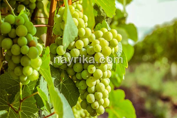 آبغوره, خواص آبغوره, مضرات آبغوره, طبع آبغوره, خواص آبغوره برای پوست, آبغوره و دیابت, تهیه آبغوره, خواص آبغوره فشار خون, آیا آبغوره برای کبد چرب مفید است, خواص آبغوره با عسل آبغوره, خواص آبغوره, مضرات آبغوره, طبع آبغوره, خواص آبغوره برای پوست, آبغوره و دیابت, تهیه آبغوره, خواص آبغوره فشار خون, آیا آبغوره برای کبد چرب مفید است, خواص آبغوره با عسل
