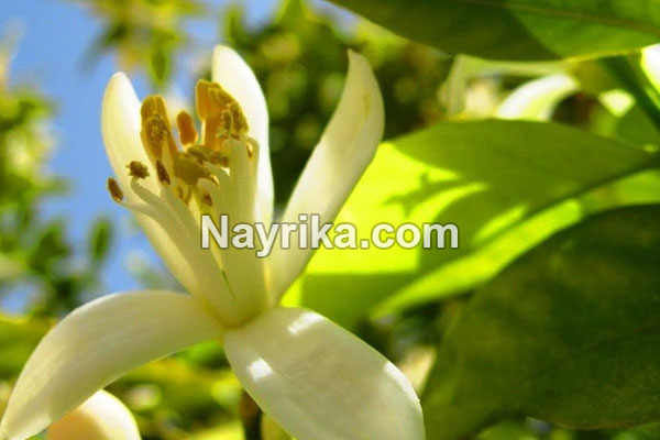 بهار نارنج, خواص بهار نارنج, مضرات بهار نارنج, طبع بهار نارنج, خواص دمنوش بهار نارنج, بهار نارنج خشک شده, بهار نارنج چیست, خواص بهار نارنج برای پوست, دمنوش بهار نارنج و گل محمدی, طریقه مصرف عرق بهار نارنج, عکس بهارنارنج بهار نارنج, خواص بهار نارنج, مضرات بهار نارنج, طبع بهار نارنج, خواص دمنوش بهار نارنج, بهار نارنج خشک شده, بهار نارنج چیست, خواص بهار نارنج برای پوست, دمنوش بهار نارنج و گل محمدی, طریقه مصرف عرق بهار نارنج, عکس بهارنارنج