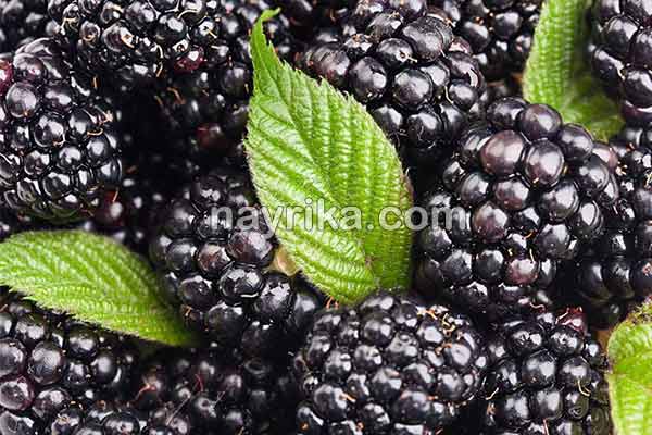 شاتوت, خواص شاتوت, مضرات شاتوت, طبع شاتوت, شاتوت در بارداری, شاتوت برای کودکان, حساسیت به شاتوت, شیره شاتوت شاتوت, خواص شاتوت, مضرات شاتوت, طبع شاتوت, شاتوت در بارداری, شاتوت برای کودکان, حساسیت به شاتوت, شیره شاتوت