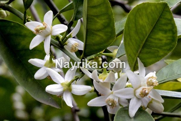 بهار نارنج, خواص بهار نارنج, مضرات بهار نارنج, طبع بهار نارنج, خواص دمنوش بهار نارنج, بهار نارنج خشک شده, بهار نارنج چیست, خواص بهار نارنج برای پوست, دمنوش بهار نارنج و گل محمدی, طریقه مصرف عرق بهار نارنج, عکس بهارنارنج بهار نارنج, خواص بهار نارنج, مضرات بهار نارنج, طبع بهار نارنج, خواص دمنوش بهار نارنج, بهار نارنج خشک شده, بهار نارنج چیست, خواص بهار نارنج برای پوست, دمنوش بهار نارنج و گل محمدی, طریقه مصرف عرق بهار نارنج, عکس بهارنارنج
