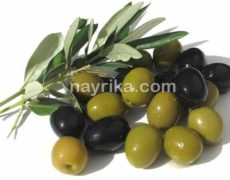 زیتون: فواید، مضرات، طبع / زیتون وحشی و picual / روغن زیتون / زیتون سیاه زیتون: فواید، مضرات، طبع / زیتون وحشی و picual / روغن زیتون / زیتون سیاه