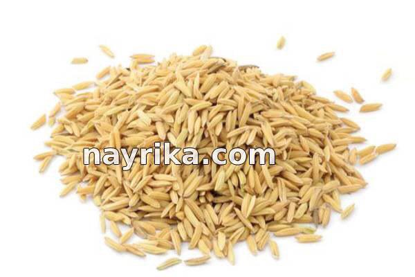 برنج قهوه ای, خواص برنج قهوه ای در طب سنتی, مضرات برنج قهوه ای, طبع برنج قهوه ای, برنج قهوه ای برای لاغری, خواص برنج قهوه ای در بدنسازی, سبوس برنج قهوه ای, روش پخن برنج قهوه ای, خواص برنج قهوه ای, عکس برنج قهوه ای برنج قهوه ای, خواص برنج قهوه ای در طب سنتی, مضرات برنج قهوه ای, طبع برنج قهوه ای, برنج قهوه ای برای لاغری, خواص برنج قهوه ای در بدنسازی, سبوس برنج قهوه ای, روش پخن برنج قهوه ای, خواص برنج قهوه ای, عکس برنج قهوه ای