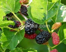 شاتوت: خواص، مضرات، طبع / شاتوت در بارداری و برای کودکان / شیره شاتوت شاتوت: خواص، مضرات، طبع / شاتوت در بارداری و برای کودکان / شیره شاتوت