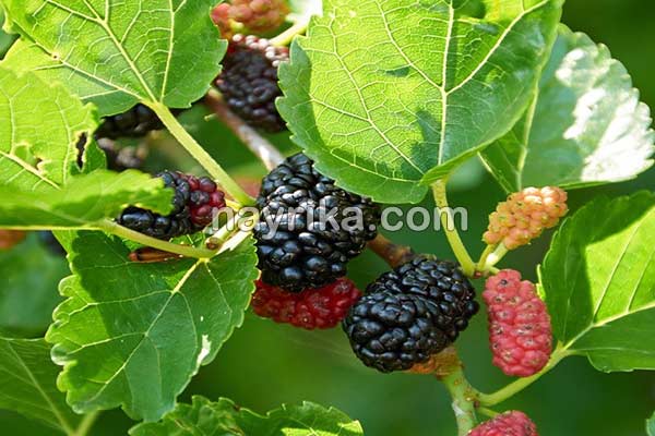 شاتوت, خواص شاتوت, مضرات شاتوت, طبع شاتوت, شاتوت در بارداری, شاتوت برای کودکان, حساسیت به شاتوت, شیره شاتوت شاتوت, خواص شاتوت, مضرات شاتوت, طبع شاتوت, شاتوت در بارداری, شاتوت برای کودکان, حساسیت به شاتوت, شیره شاتوت
