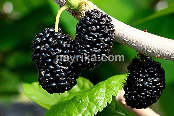 شاتوت, خواص شاتوت, مضرات شاتوت, طبع شاتوت, شاتوت در بارداری, شاتوت برای کودکان, حساسیت به شاتوت, شیره شاتوت شاتوت, خواص شاتوت, مضرات شاتوت, طبع شاتوت, شاتوت در بارداری, شاتوت برای کودکان, حساسیت به شاتوت, شیره شاتوت