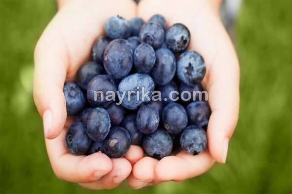 بلوبری, خواص بلوبری, مضرات بلوبری, طبع بلوبری, قیمت بلوبری, بلوبری از کجا بخریم, طبع بلوبری سرد یا گرم, قیمت هر کیلو بلوبری بلوبری, خواص بلوبری, مضرات بلوبری, طبع بلوبری, قیمت بلوبری, بلوبری از کجا بخریم, طبع بلوبری سرد یا گرم, قیمت هر کیلو بلوبری