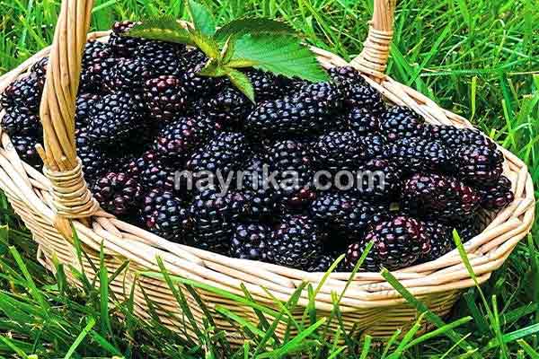 شاتوت, خواص شاتوت, مضرات شاتوت, طبع شاتوت, شاتوت در بارداری, شاتوت برای کودکان, حساسیت به شاتوت, شیره شاتوت شاتوت, خواص شاتوت, مضرات شاتوت, طبع شاتوت, شاتوت در بارداری, شاتوت برای کودکان, حساسیت به شاتوت, شیره شاتوت
