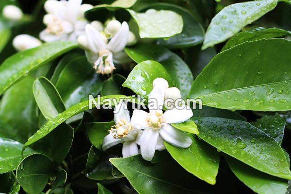 بهار نارنج, خواص بهار نارنج, مضرات بهار نارنج, طبع بهار نارنج, خواص دمنوش بهار نارنج, بهار نارنج خشک شده, بهار نارنج چیست, خواص بهار نارنج برای پوست, دمنوش بهار نارنج و گل محمدی, طریقه مصرف عرق بهار نارنج, عکس بهارنارنج بهار نارنج, خواص بهار نارنج, مضرات بهار نارنج, طبع بهار نارنج, خواص دمنوش بهار نارنج, بهار نارنج خشک شده, بهار نارنج چیست, خواص بهار نارنج برای پوست, دمنوش بهار نارنج و گل محمدی, طریقه مصرف عرق بهار نارنج, عکس بهارنارنج