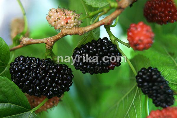 شاتوت, خواص شاتوت, مضرات شاتوت, طبع شاتوت, شاتوت در بارداری, شاتوت برای کودکان, حساسیت به شاتوت, شیره شاتوت شاتوت, خواص شاتوت, مضرات شاتوت, طبع شاتوت, شاتوت در بارداری, شاتوت برای کودکان, حساسیت به شاتوت, شیره شاتوت