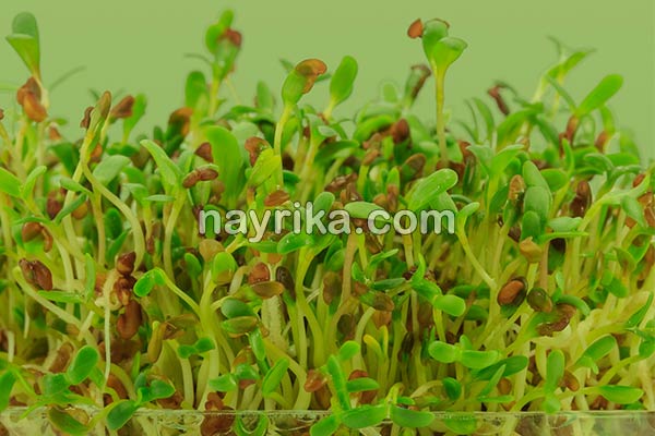 یونجه, خواص یونجه, مضرات یونجه, طبع یونجه, فرق یونجه و شبدر, خواص یونجه برای دیابت, طریقه مصرف یونجه, کاشت یونجه, جوانه یونجه, خواص جوانه یونجه یونجه, خواص یونجه, مضرات یونجه, طبع یونجه, فرق یونجه و شبدر, خواص یونجه برای دیابت, طریقه مصرف یونجه, کاشت یونجه, جوانه یونجه, خواص جوانه یونجه