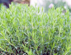 خارخاسک: خواص، مضرات، طبع، قرص، پودر، دمنوش / برای زنان، بدنسازی، نعوظ