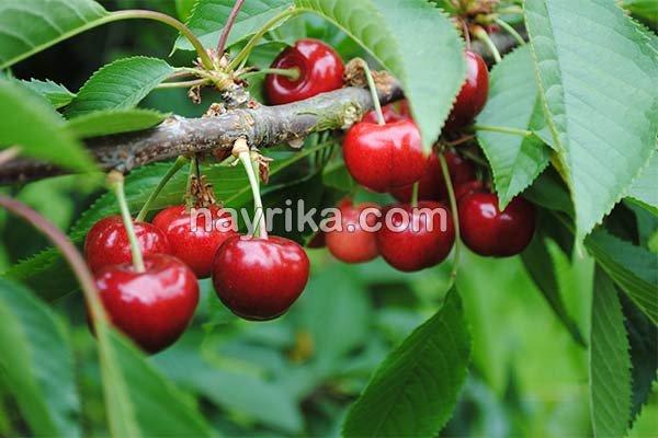 آلبالو, خواص آلبالو, مضرات آلبالو, طبع آلبالو, خواص آلبالو در دوران بارداری, خواص آلبالو برای کبد, خواص آلبالو برای کودکان, خواص چای آلبالو, خواص آلبالو خشک, خواص آلبالو یخ زده, خواص آلبالو خشک در طب سنتی, فواید آلبالو آلبالو, خواص آلبالو, مضرات آلبالو, طبع آلبالو, خواص آلبالو در دوران بارداری, خواص آلبالو برای کبد, خواص آلبالو برای کودکان, خواص چای آلبالو, خواص آلبالو خشک, خواص آلبالو یخ زده, خواص آلبالو خشک در طب سنتی, فواید آلبالو