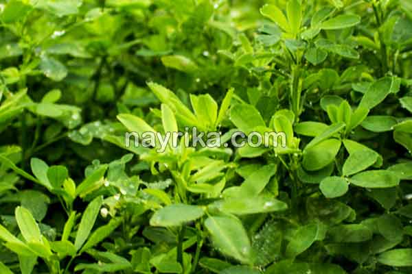 یونجه, خواص یونجه, مضرات یونجه, طبع یونجه, فرق یونجه و شبدر, خواص یونجه برای دیابت, طریقه مصرف یونجه, کاشت یونجه, جوانه یونجه, خواص جوانه یونجه یونجه, خواص یونجه, مضرات یونجه, طبع یونجه, فرق یونجه و شبدر, خواص یونجه برای دیابت, طریقه مصرف یونجه, کاشت یونجه, جوانه یونجه, خواص جوانه یونجه