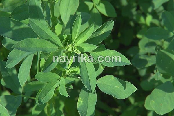 یونجه, خواص یونجه, مضرات یونجه, طبع یونجه, فرق یونجه و شبدر, خواص یونجه برای دیابت, طریقه مصرف یونجه, کاشت یونجه, جوانه یونجه, خواص جوانه یونجه یونجه, خواص یونجه, مضرات یونجه, طبع یونجه, فرق یونجه و شبدر, خواص یونجه برای دیابت, طریقه مصرف یونجه, کاشت یونجه, جوانه یونجه, خواص جوانه یونجه