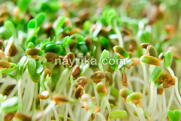 یونجه, خواص یونجه, مضرات یونجه, طبع یونجه, فرق یونجه و شبدر, خواص یونجه برای دیابت, طریقه مصرف یونجه, کاشت یونجه, جوانه یونجه, خواص جوانه یونجه یونجه, خواص یونجه, مضرات یونجه, طبع یونجه, فرق یونجه و شبدر, خواص یونجه برای دیابت, طریقه مصرف یونجه, کاشت یونجه, جوانه یونجه, خواص جوانه یونجه