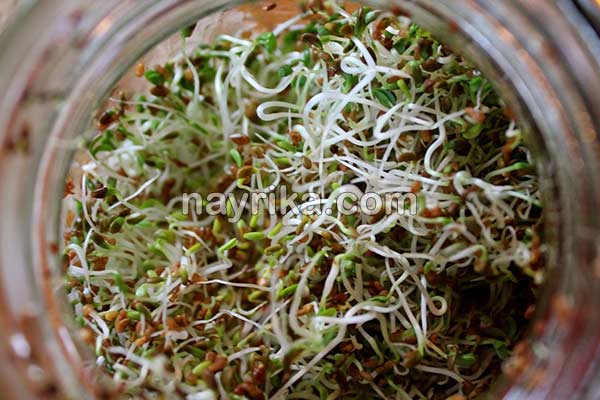یونجه, خواص یونجه, مضرات یونجه, طبع یونجه, فرق یونجه و شبدر, خواص یونجه برای دیابت, طریقه مصرف یونجه, کاشت یونجه, جوانه یونجه, خواص جوانه یونجه یونجه, خواص یونجه, مضرات یونجه, طبع یونجه, فرق یونجه و شبدر, خواص یونجه برای دیابت, طریقه مصرف یونجه, کاشت یونجه, جوانه یونجه, خواص جوانه یونجه
