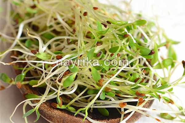یونجه, خواص یونجه, مضرات یونجه, طبع یونجه, فرق یونجه و شبدر, خواص یونجه برای دیابت, طریقه مصرف یونجه, کاشت یونجه, جوانه یونجه, خواص جوانه یونجه یونجه, خواص یونجه, مضرات یونجه, طبع یونجه, فرق یونجه و شبدر, خواص یونجه برای دیابت, طریقه مصرف یونجه, کاشت یونجه, جوانه یونجه, خواص جوانه یونجه