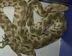 دیده شدن مار افعی در یک فروشگاه در تهرانپارس