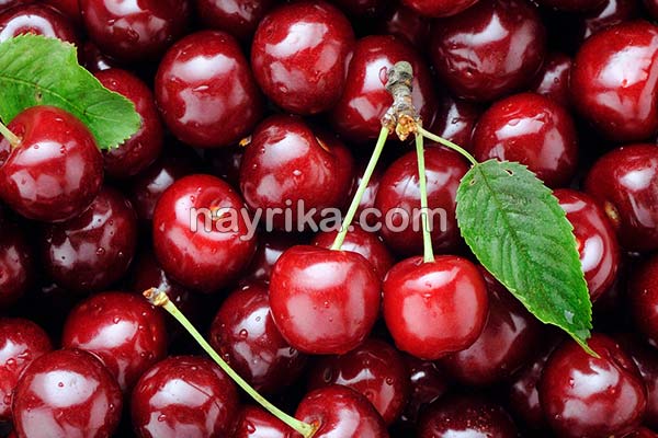 آلبالو, خواص آلبالو, مضرات آلبالو, طبع آلبالو, خواص آلبالو در دوران بارداری, خواص آلبالو برای کبد, خواص آلبالو برای کودکان, خواص چای آلبالو, خواص آلبالو خشک, خواص آلبالو یخ زده, خواص آلبالو خشک در طب سنتی, فواید آلبالو آلبالو, خواص آلبالو, مضرات آلبالو, طبع آلبالو, خواص آلبالو در دوران بارداری, خواص آلبالو برای کبد, خواص آلبالو برای کودکان, خواص چای آلبالو, خواص آلبالو خشک, خواص آلبالو یخ زده, خواص آلبالو خشک در طب سنتی, فواید آلبالو