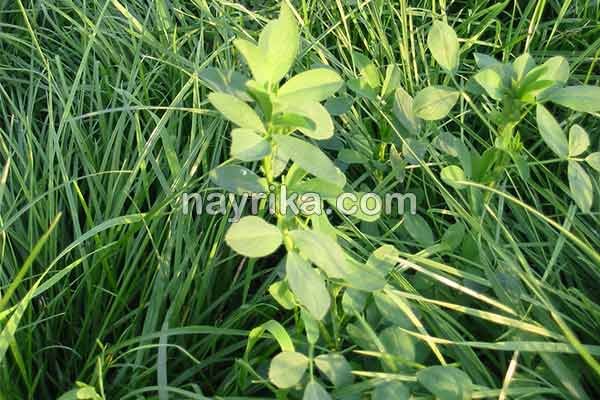 یونجه, خواص یونجه, مضرات یونجه, طبع یونجه, فرق یونجه و شبدر, خواص یونجه برای دیابت, طریقه مصرف یونجه, کاشت یونجه, جوانه یونجه, خواص جوانه یونجه یونجه, خواص یونجه, مضرات یونجه, طبع یونجه, فرق یونجه و شبدر, خواص یونجه برای دیابت, طریقه مصرف یونجه, کاشت یونجه, جوانه یونجه, خواص جوانه یونجه