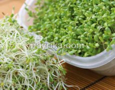 یونجه: خواص، مضرات، طبع، جوانه، کاشت / فرق یونجه و شبدر / طریقه مصرف یونجه