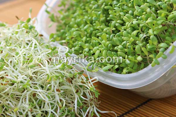 یونجه, خواص یونجه, مضرات یونجه, طبع یونجه, فرق یونجه و شبدر, خواص یونجه برای دیابت, طریقه مصرف یونجه, کاشت یونجه, جوانه یونجه, خواص جوانه یونجه یونجه, خواص یونجه, مضرات یونجه, طبع یونجه, فرق یونجه و شبدر, خواص یونجه برای دیابت, طریقه مصرف یونجه, کاشت یونجه, جوانه یونجه, خواص جوانه یونجه