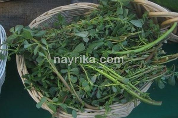 خرفه, خواص خرفه, مضرات خرفه, طبع خرفه, خرفه و دیابت, خرفه برای لاغری, دمنوش خرفه, نحوه مصرف خرفه, تخمه خرفه چیست, خواص دانه خرفه چیست, خواص خرفه خشک خرفه, خواص خرفه, مضرات خرفه, طبع خرفه, خرفه و دیابت, خرفه برای لاغری, دمنوش خرفه, نحوه مصرف خرفه, تخمه خرفه چیست, خواص دانه خرفه چیست, خواص خرفه خشک