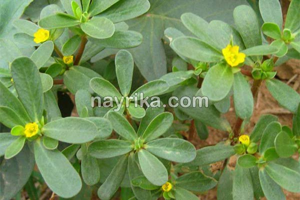 خرفه, خواص خرفه, مضرات خرفه, طبع خرفه, خرفه و دیابت, خرفه برای لاغری, دمنوش خرفه, نحوه مصرف خرفه, تخمه خرفه چیست, خواص دانه خرفه چیست, خواص خرفه خشک خرفه, خواص خرفه, مضرات خرفه, طبع خرفه, خرفه و دیابت, خرفه برای لاغری, دمنوش خرفه, نحوه مصرف خرفه, تخمه خرفه چیست, خواص دانه خرفه چیست, خواص خرفه خشک