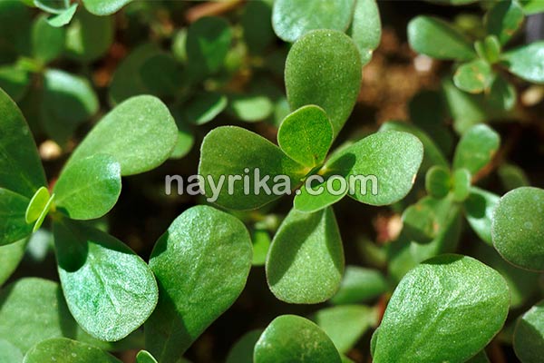 خرفه, خواص خرفه, مضرات خرفه, طبع خرفه, خرفه و دیابت, خرفه برای لاغری, دمنوش خرفه, نحوه مصرف خرفه, تخمه خرفه چیست, خواص دانه خرفه چیست, خواص خرفه خشک خرفه, خواص خرفه, مضرات خرفه, طبع خرفه, خرفه و دیابت, خرفه برای لاغری, دمنوش خرفه, نحوه مصرف خرفه, تخمه خرفه چیست, خواص دانه خرفه چیست, خواص خرفه خشک