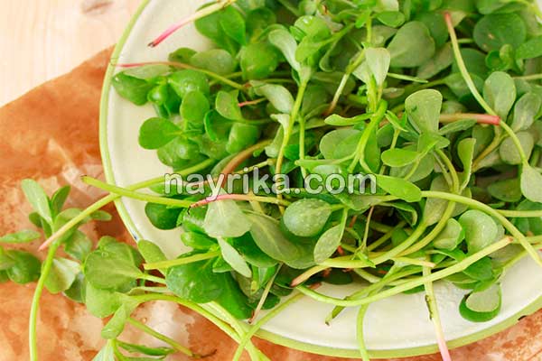خرفه, خواص خرفه, مضرات خرفه, طبع خرفه, خرفه و دیابت, خرفه برای لاغری, دمنوش خرفه, نحوه مصرف خرفه, تخمه خرفه چیست, خواص دانه خرفه چیست, خواص خرفه خشک خرفه, خواص خرفه, مضرات خرفه, طبع خرفه, خرفه و دیابت, خرفه برای لاغری, دمنوش خرفه, نحوه مصرف خرفه, تخمه خرفه چیست, خواص دانه خرفه چیست, خواص خرفه خشک
