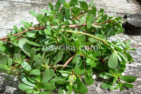 خرفه, خواص خرفه, مضرات خرفه, طبع خرفه, خرفه و دیابت, خرفه برای لاغری, دمنوش خرفه, نحوه مصرف خرفه, تخمه خرفه چیست, خواص دانه خرفه چیست, خواص خرفه خشک خرفه, خواص خرفه, مضرات خرفه, طبع خرفه, خرفه و دیابت, خرفه برای لاغری, دمنوش خرفه, نحوه مصرف خرفه, تخمه خرفه چیست, خواص دانه خرفه چیست, خواص خرفه خشک