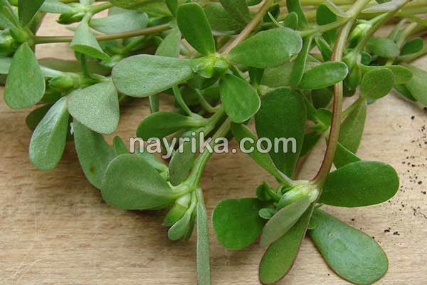 خرفه, خواص خرفه, مضرات خرفه, طبع خرفه, خرفه و دیابت, خرفه برای لاغری, دمنوش خرفه, نحوه مصرف خرفه, تخمه خرفه چیست, خواص دانه خرفه چیست, خواص خرفه خشک خرفه, خواص خرفه, مضرات خرفه, طبع خرفه, خرفه و دیابت, خرفه برای لاغری, دمنوش خرفه, نحوه مصرف خرفه, تخمه خرفه چیست, خواص دانه خرفه چیست, خواص خرفه خشک