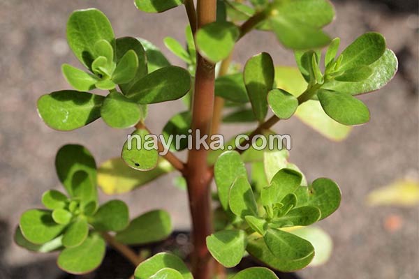 خرفه, خواص خرفه, مضرات خرفه, طبع خرفه, خرفه و دیابت, خرفه برای لاغری, دمنوش خرفه, نحوه مصرف خرفه, تخمه خرفه چیست, خواص دانه خرفه چیست, خواص خرفه خشک خرفه, خواص خرفه, مضرات خرفه, طبع خرفه, خرفه و دیابت, خرفه برای لاغری, دمنوش خرفه, نحوه مصرف خرفه, تخمه خرفه چیست, خواص دانه خرفه چیست, خواص خرفه خشک